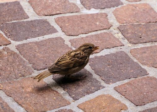 bird sparrow nature
