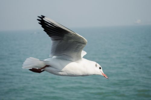 bird seagull sea