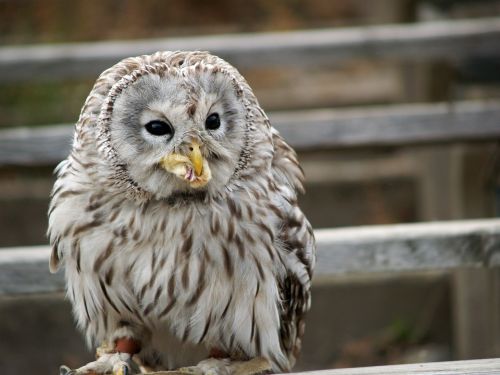 bird predator feeding