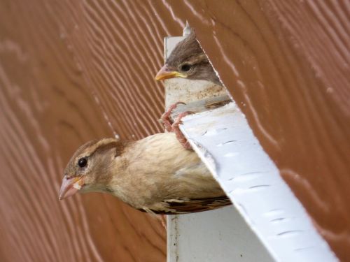 bird house sparrow nest