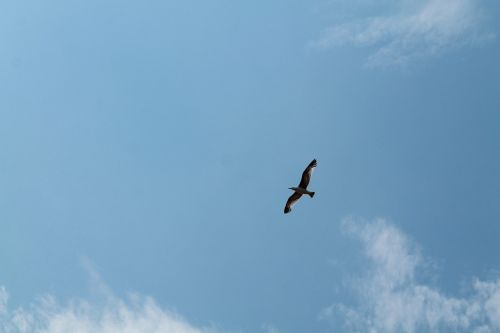 bird sky seagull