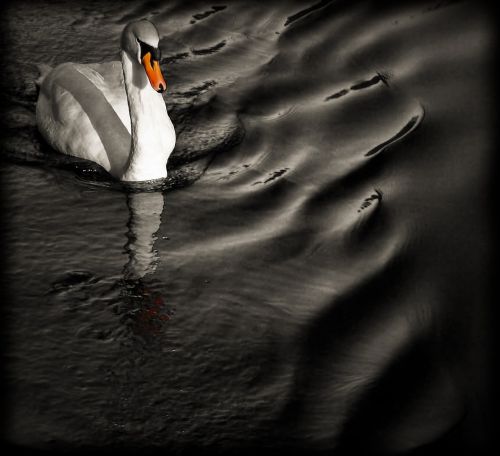 bird swan orange