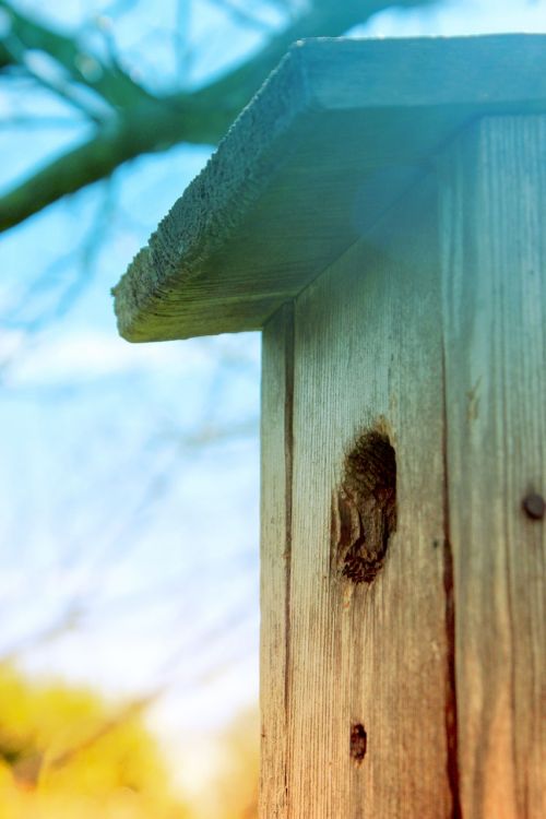 bird birdhouse summer