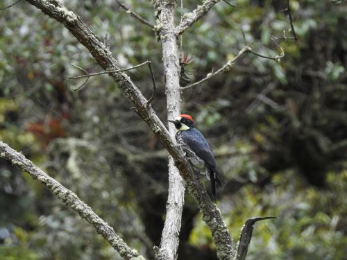 bird woodpecker carpenter
