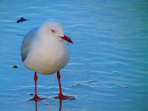 bird look stare