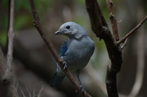 bird ave canary