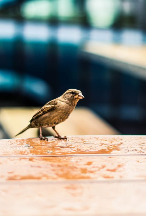 bird sparrow nature