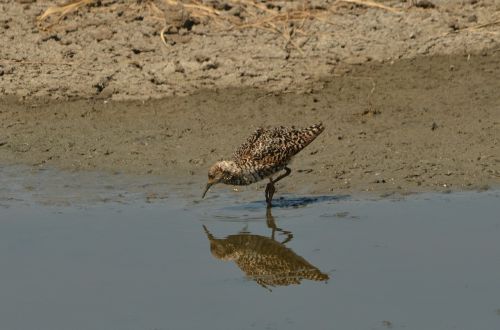 bird waterfowl food