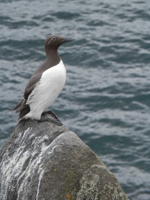 bird sea bird cliff