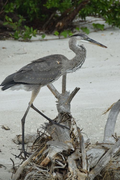 bird sand beach