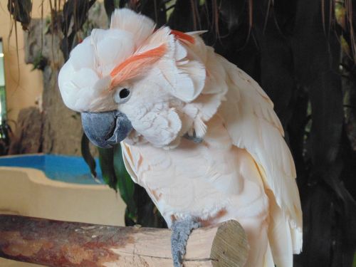 bird wildlife parrot