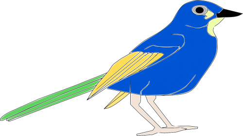 bird animal blue