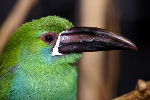 bird beak colors