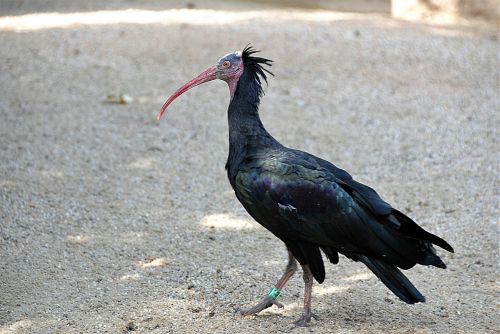 bird northern bald ibis zoo