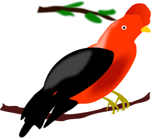 bird peru exotic