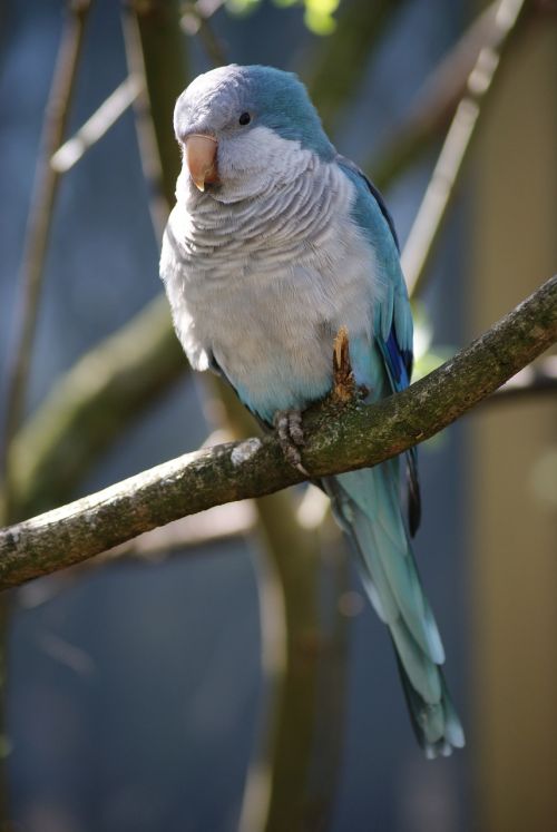 bird small parrot plumage