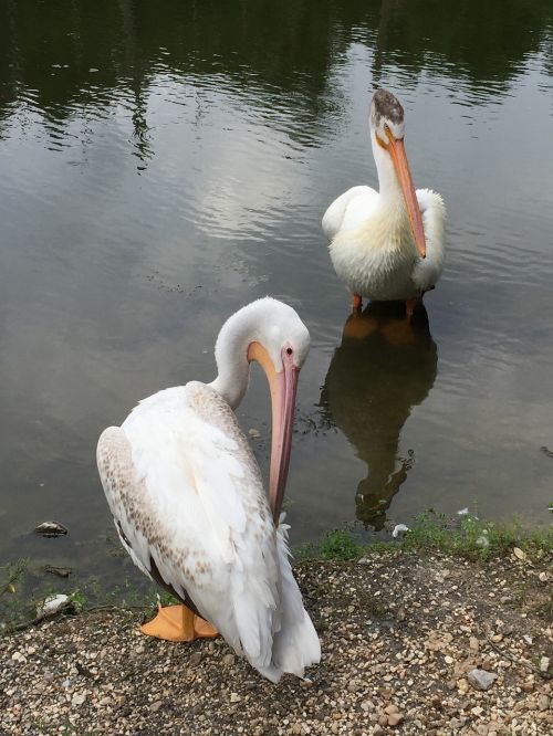 bird zoo park