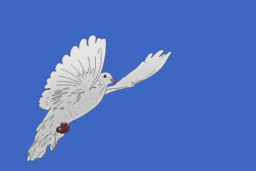 bird dove sky