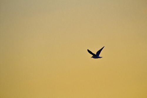 bird bird in the sky seagull
