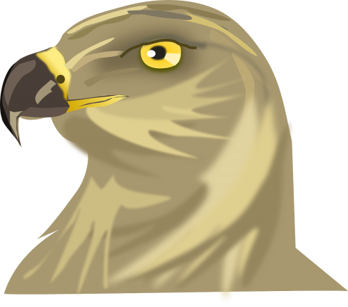 bird hawk head