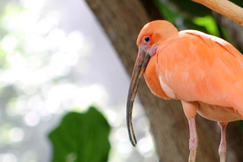 bird zoo nature