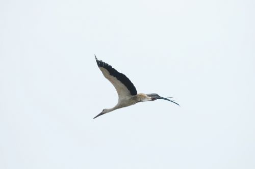 bird stork lake neusiedl
