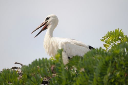 bird stork lake neusiedl