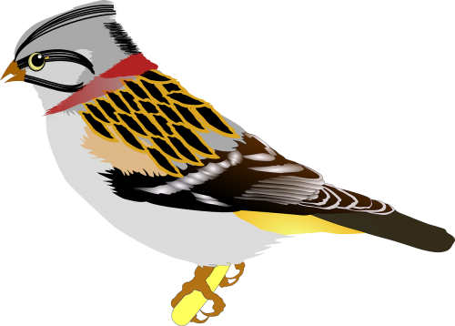 bird sparrow ave