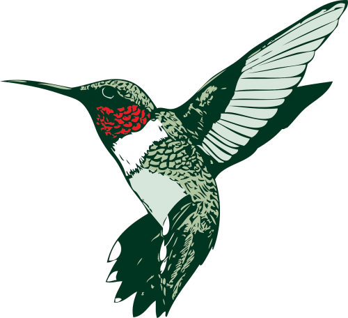 bird hummer hummingbird