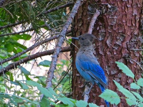 bird tree nature