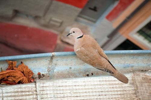 bird dove freedom