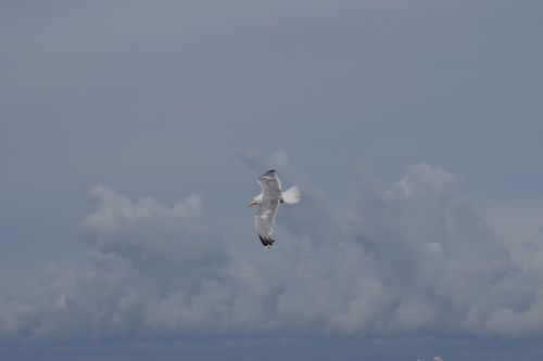 bird sea gull nature