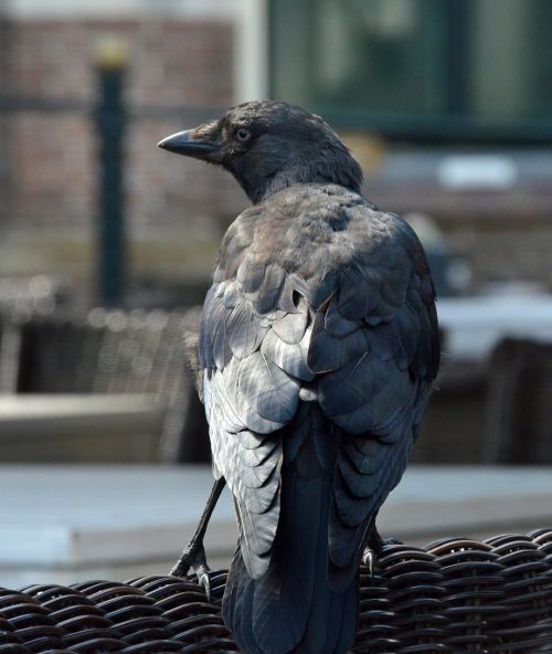 bird jackdaw crow