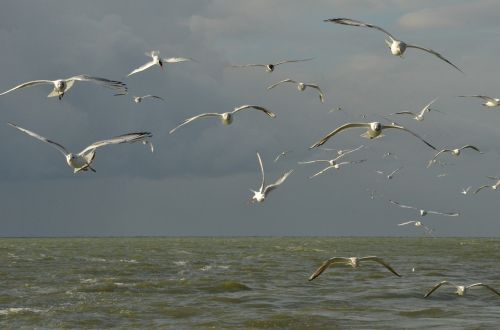 bird seagull white