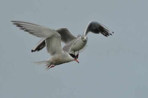 bird common tern seagull