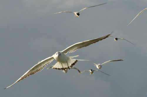 bird seagull wing