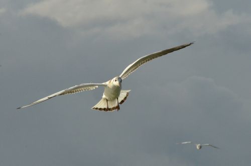 bird seagull wing