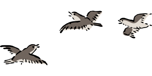 bird plover flying