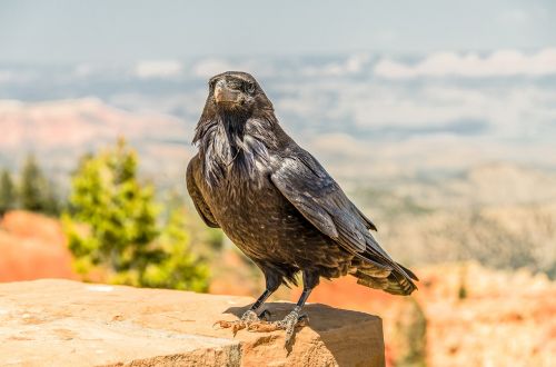 bird crow nature