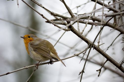 bird robin wildlife