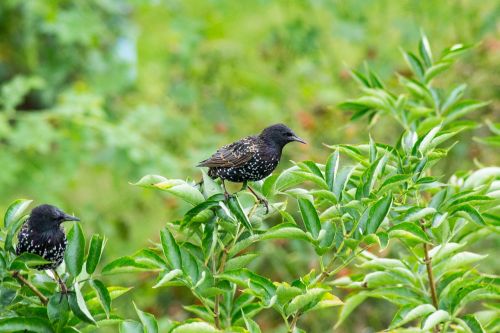 bird bush berries