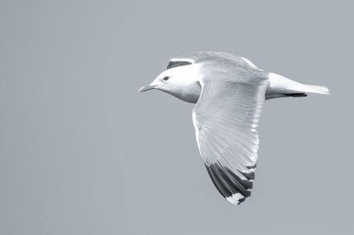 bird seagull fly