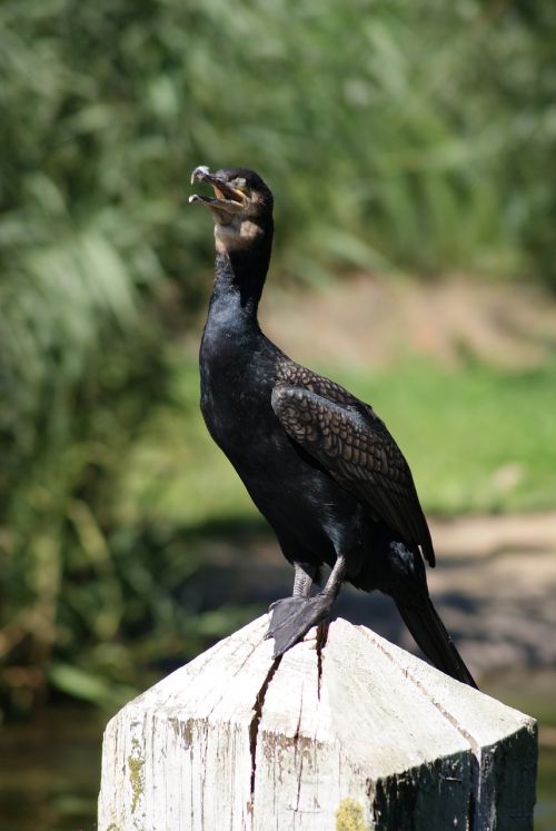 bird great cormorant waterfowl