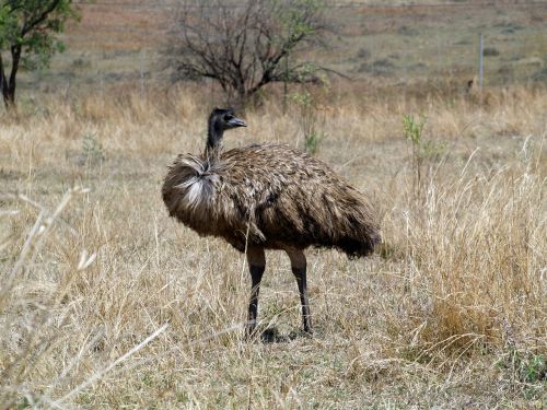 emu bird mpumalanga south africa