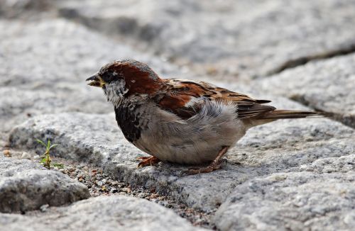 bird the sparrow nature