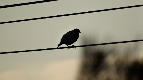 bird flying a young bird