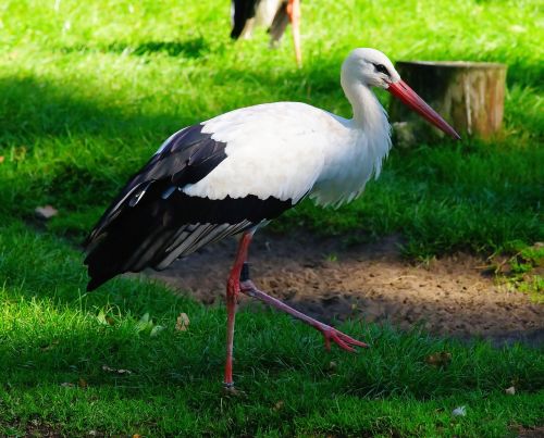 bird stork animal