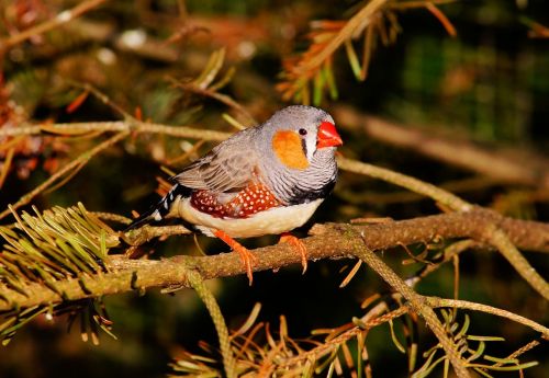 bird small colorful