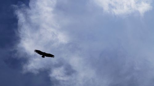 bird sky nature