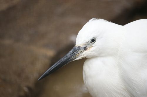 bird white water